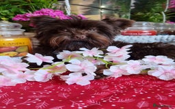 Yorkshire Terrier dogs for stud: Yorkshire Terrier stud - Image 7