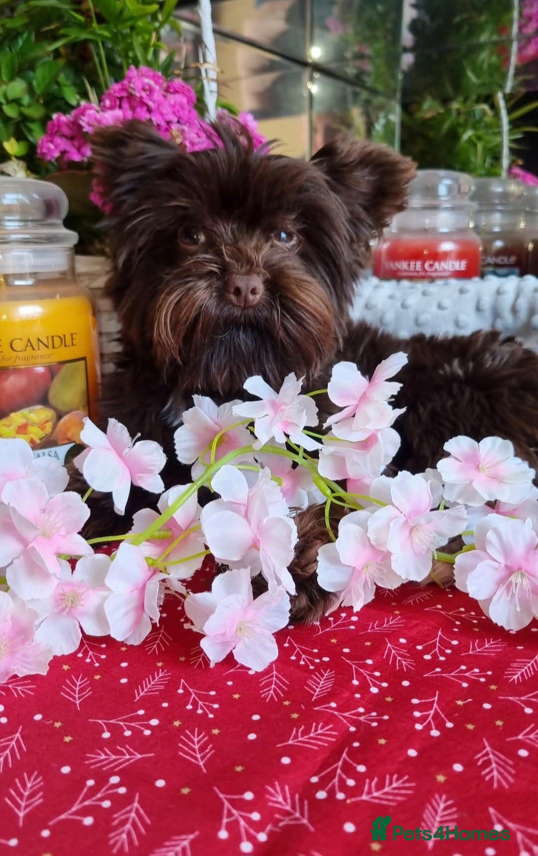 Yorkshire Terrier dogs for stud: Yorkshire Terrier stud - Image 7