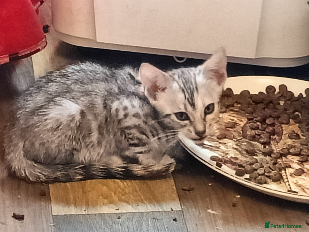 Bengal cats for sale: 🏆Families RARE Bengal X F5 Asian Leopard kittens  - Image 9