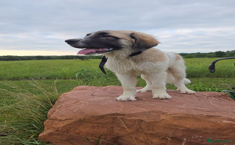 Saint Bernard dogs - Advert 1