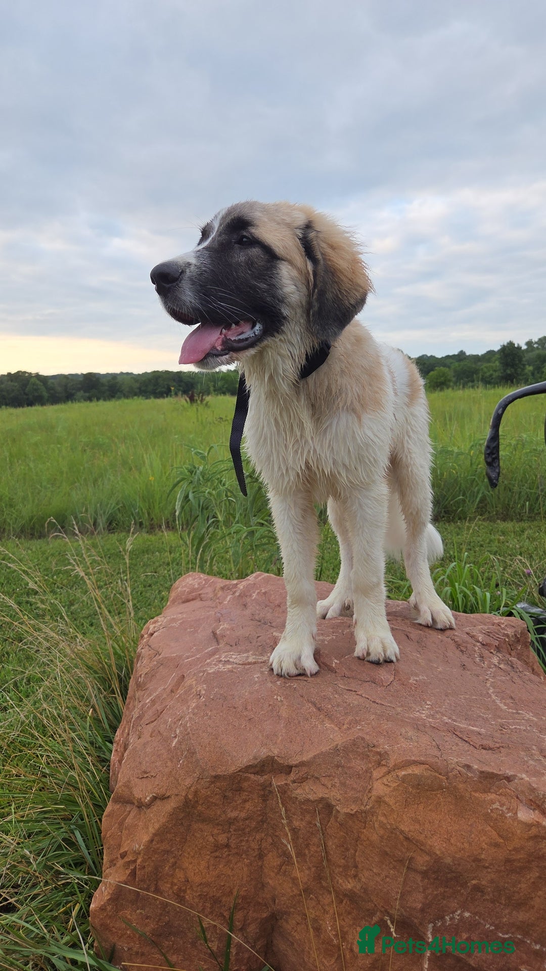 Saint Bernard dogs for sale: Puppy for rehoming - Image 1