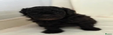 Miniature Poodle 1
