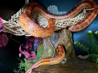 Corn Snake reptiles 5yo corn with vivarium - PRICE NEGOTIABLE - Advert 1