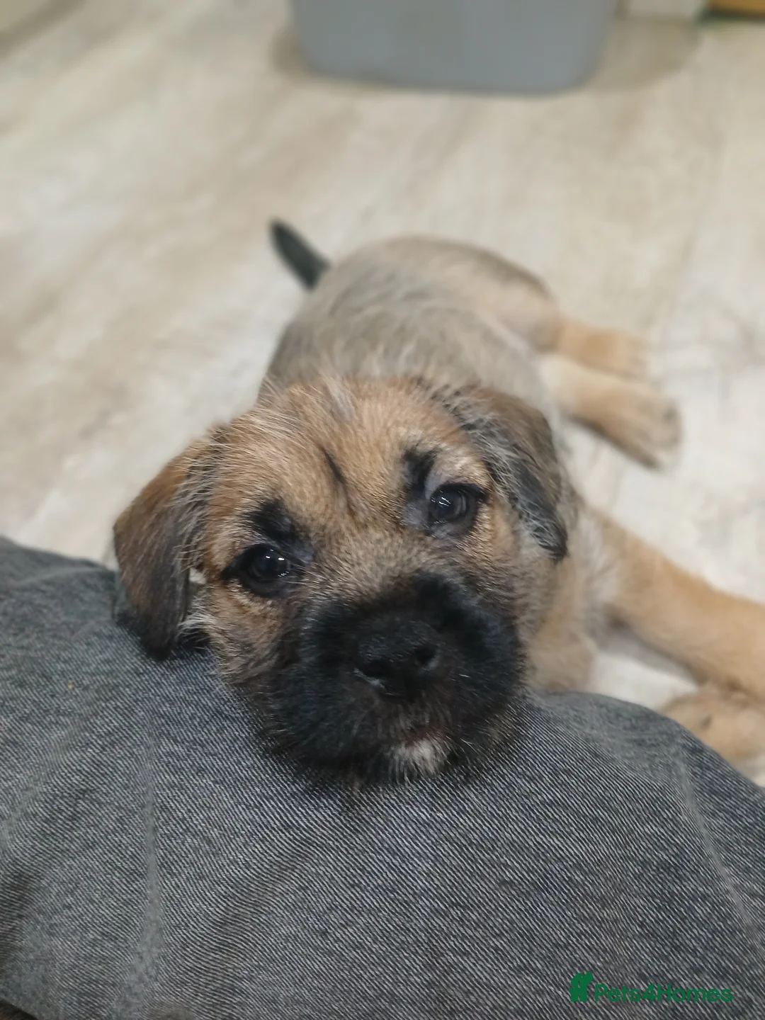 Mixed Breed dogs for sale: Mixed breed puppies looking for family homes - Advert 2