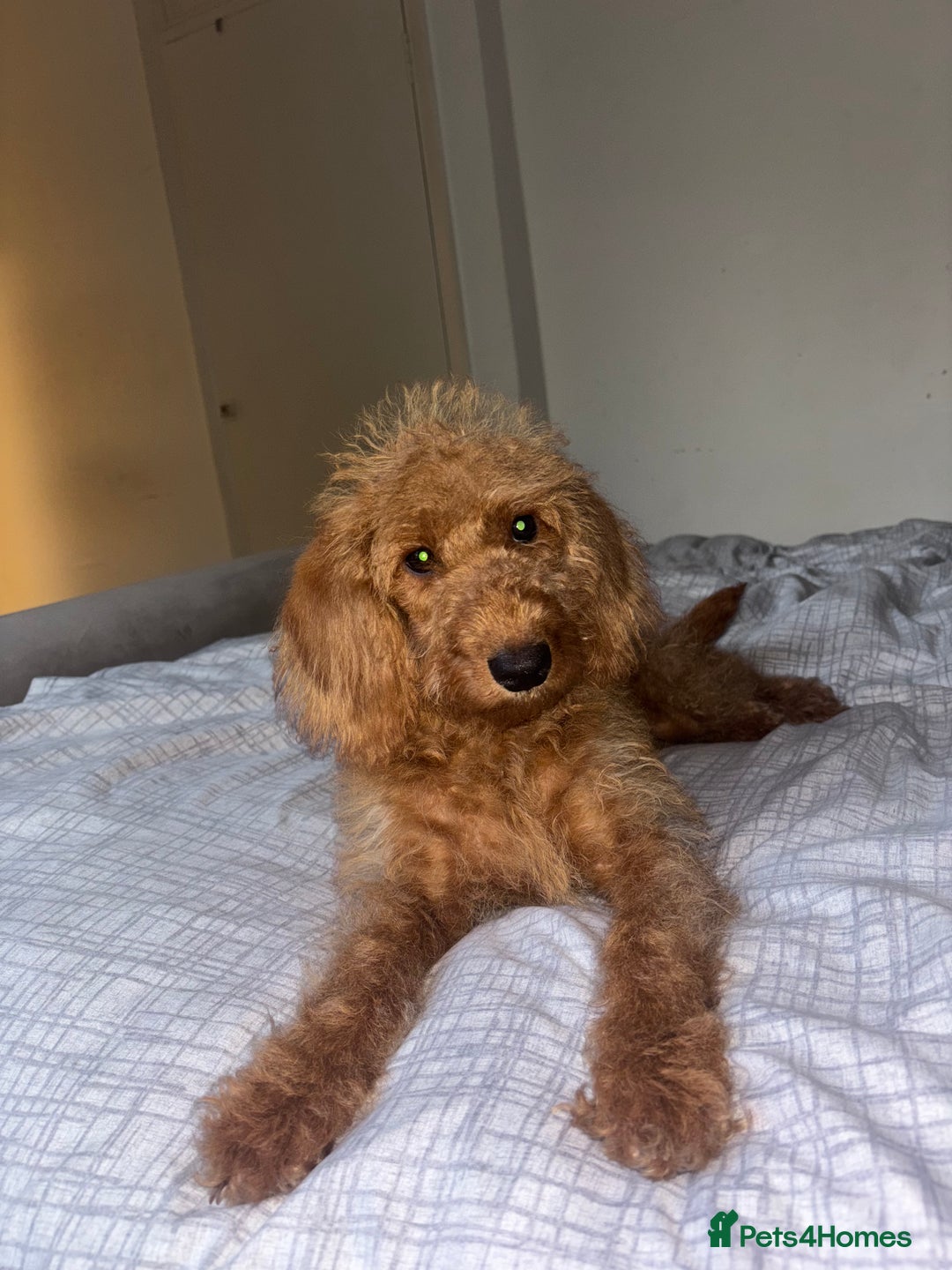 Labradoodle dogs for sale: Beautiful F1b Red Miniature Labradoodle  - Advert 9