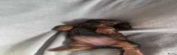 Miniature Dachshund dogs for sale: READY TO LEAVE!!! - Advert 8
