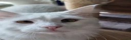 Turkish Angora cats for sale: Angora x Maine Coon mix - Advert 8