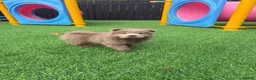 Chow Chow dogs for sale: Genuine exotic colour chowski puppies for sale - Advert 20