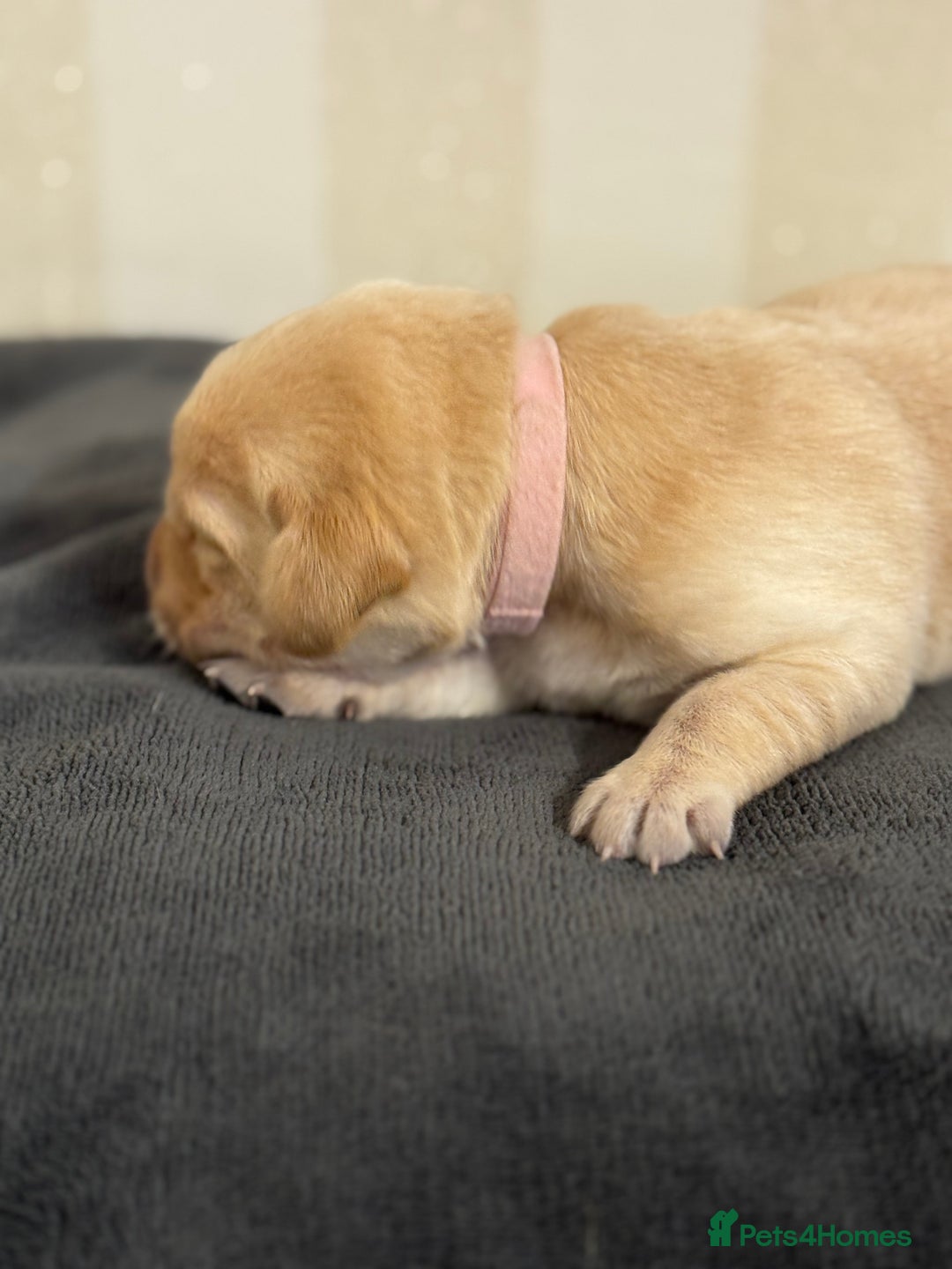 Labrador Retriever dogs for sale: Stunning, White/Yellow KC Registered Labrador Pups - Image 20