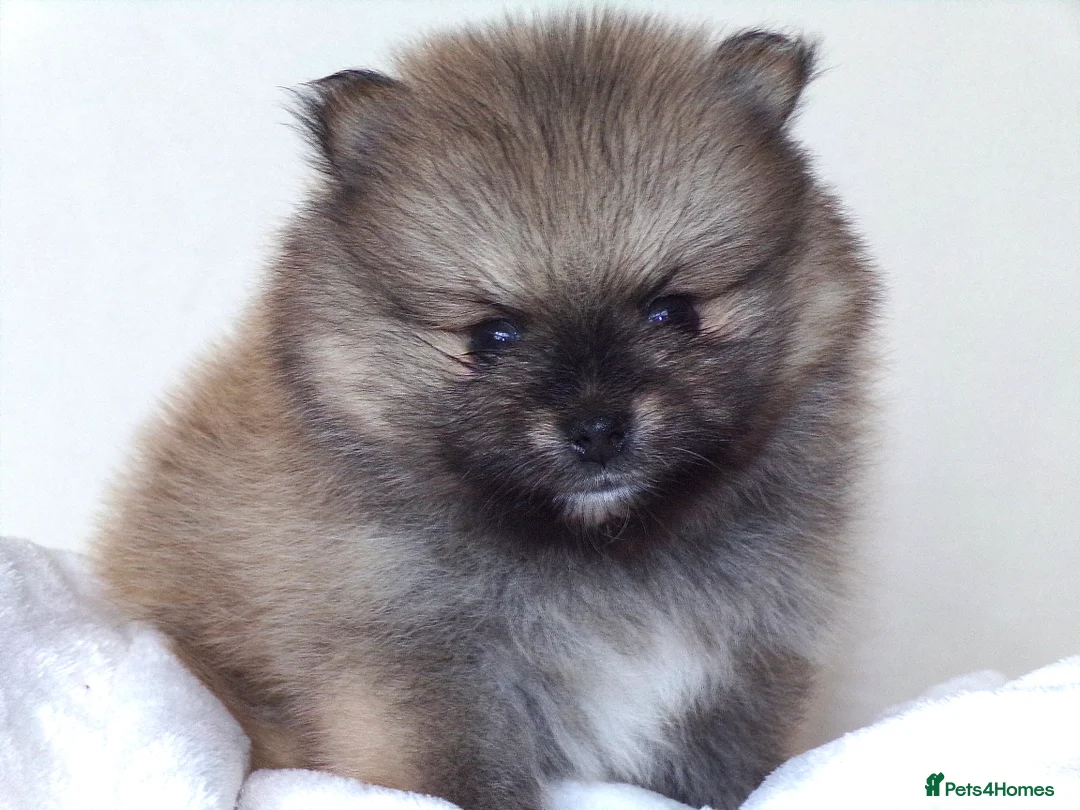 Pomeranian dogs for sale: Teddy bear Pomeranian puppies 🧸 - Advert 14