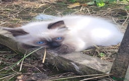 Ragdoll cats for sale: Adorable blue eyed ragdoll kittens - Image 4