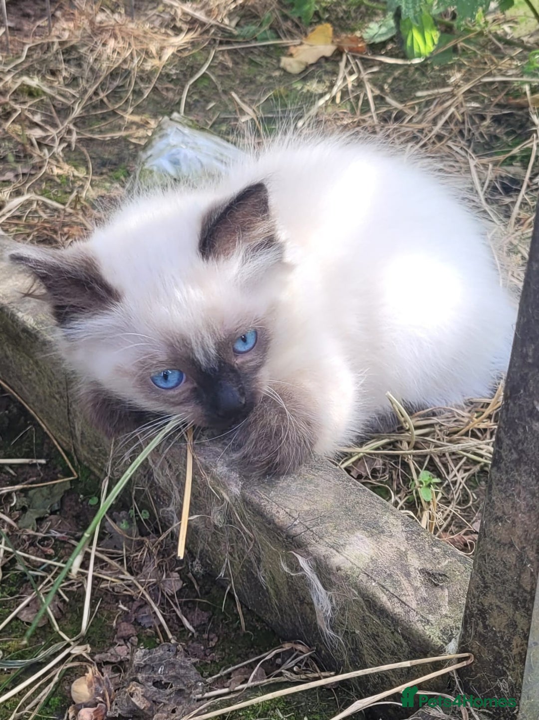 Ragdoll cats for sale: Adorable blue eyed ragdoll kittens - Image 4