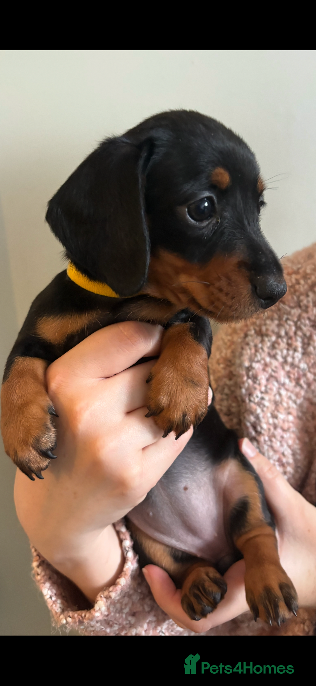 Miniature Dachshund dogs for sale: Miniature Daschund - Advert 3