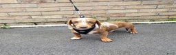 Miniature Dachshund dogs for stud: Slinky for stud.. Isabella & tan dapple in Thetford - Advert 2