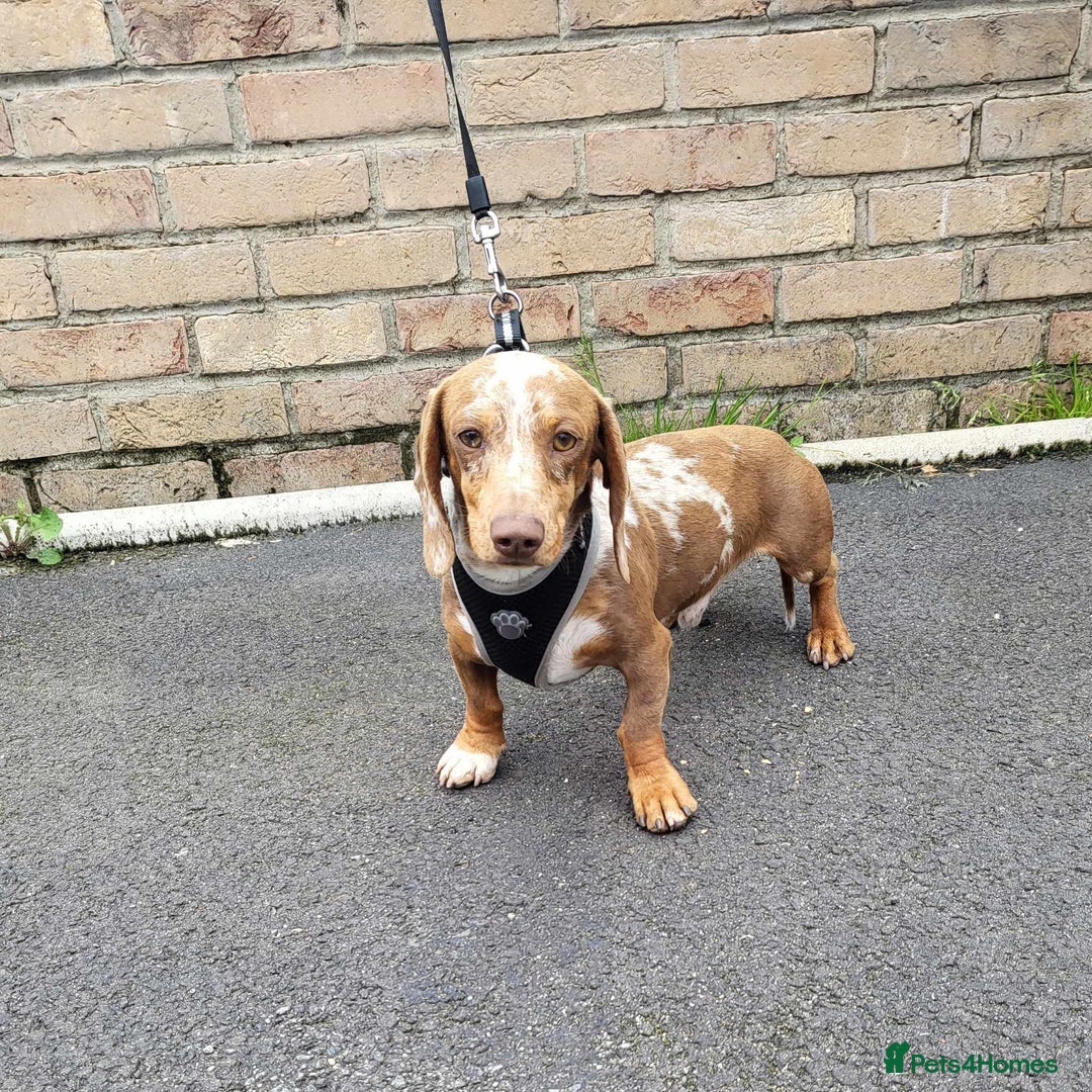 Miniature Dachshund dogs for stud: Slinky for stud.. Isabella & tan dapple in Thetford - Advert 2