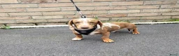 Miniature Dachshund dogs for stud: Slinky for stud.. Isabella & tan dapple in Thetford - Advert 2