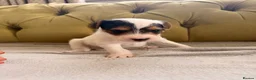 Parson Russell dogs for sale: Stunning KC Reg Parson Russell Terriers - Advert 3