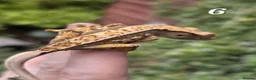 Gecko reptiles for sale: Various crested geckos - Advert 10