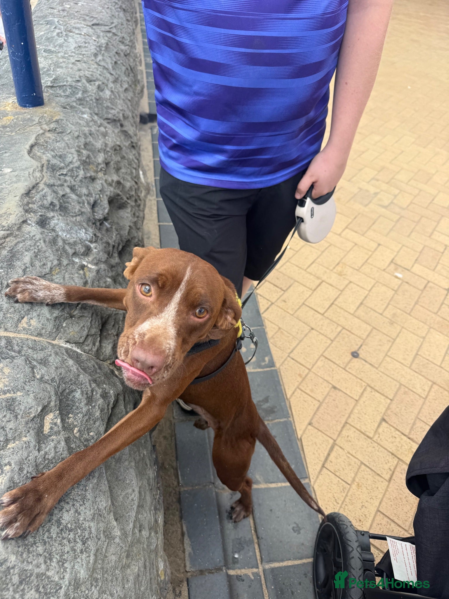 Mixed Breed dogs Daisy 18 months old - Advert 7