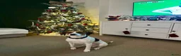 Beagle dogs for sale: Marvin: Energetic Beagle Needs Active Home - Advert 3