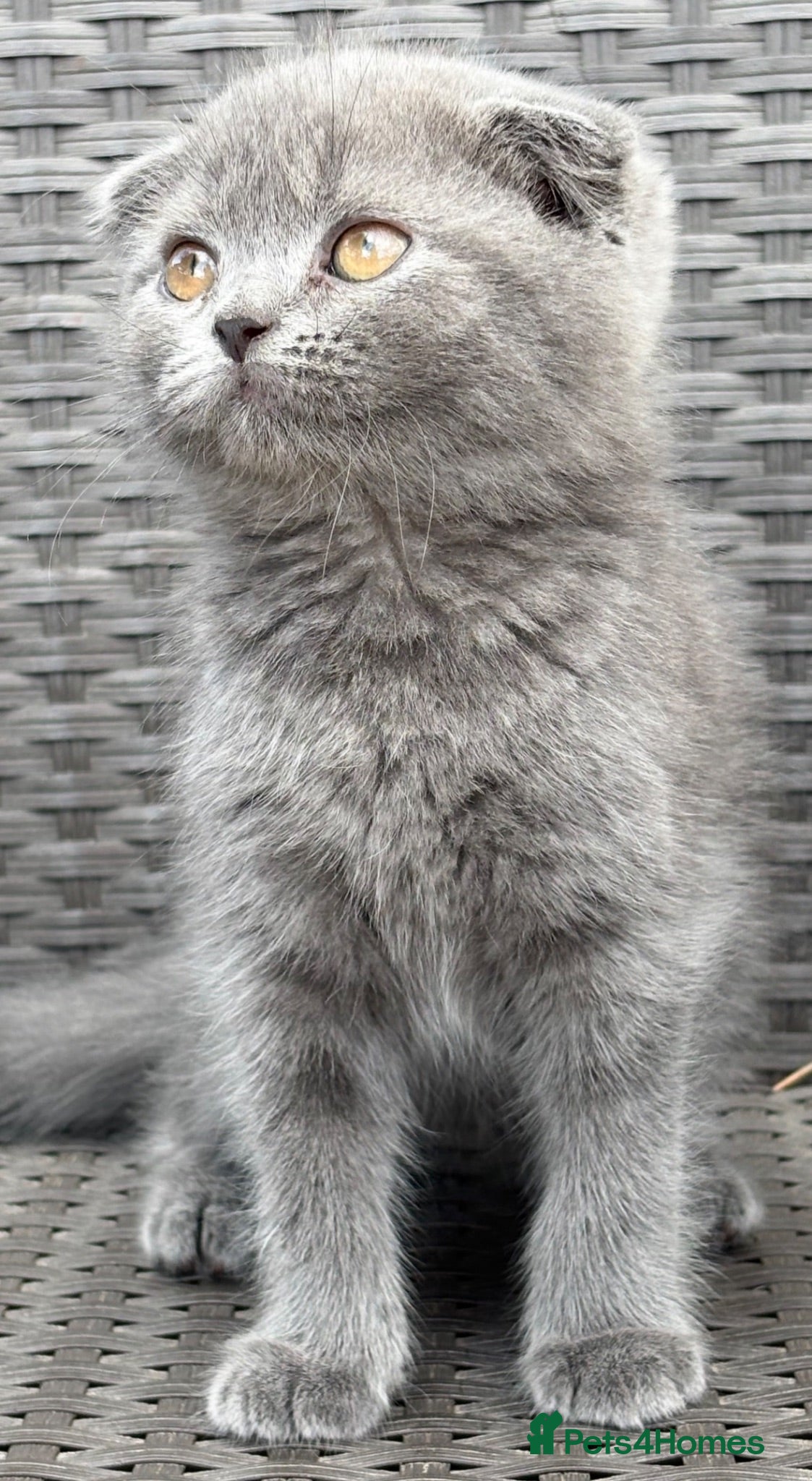Scottish Fold cats Scottish fold X BSH - Advert 2