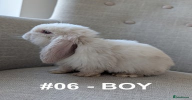 Mini Lop rabbits - Advert 8