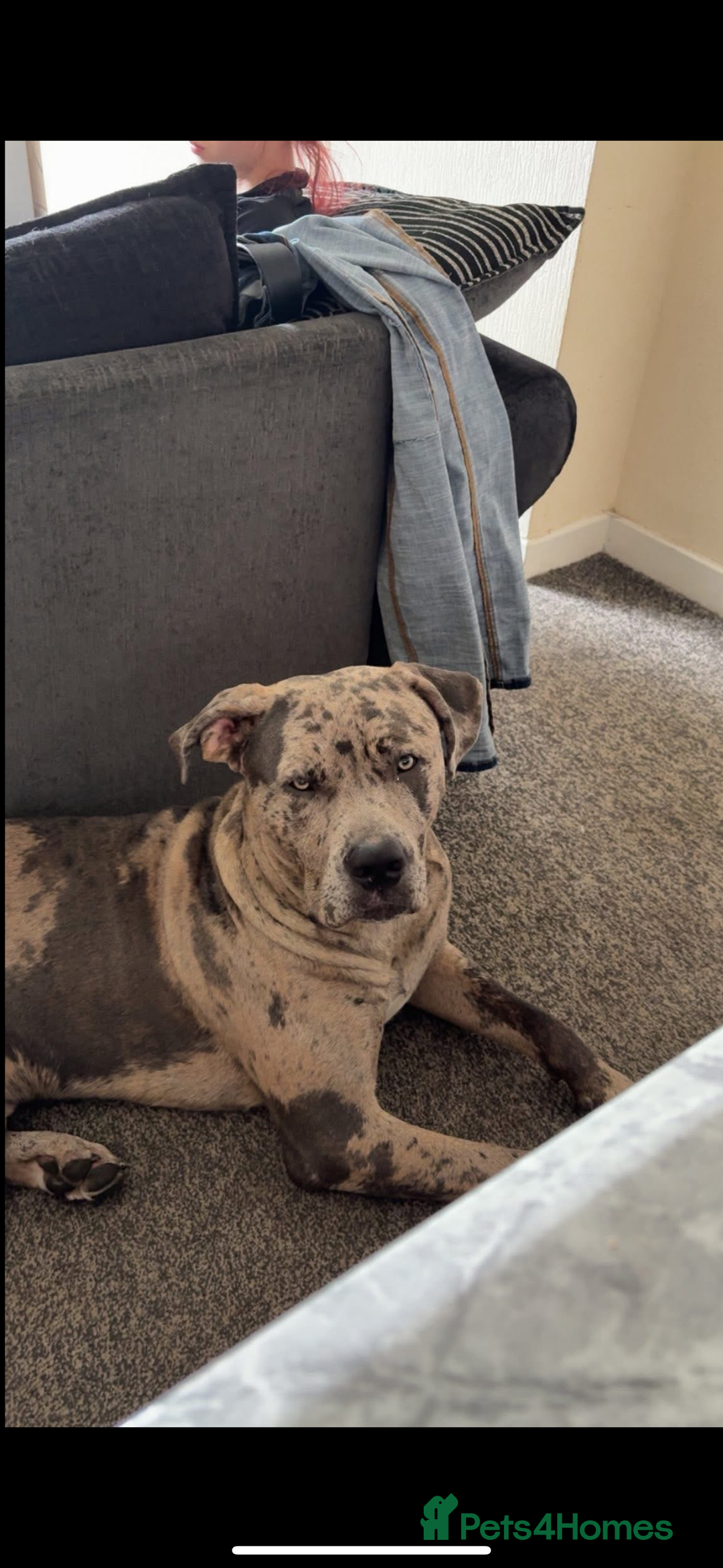 Cane Corso dogs for stud: Merle came corso for stud  - Image 4