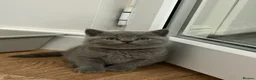 British Shorthair cats for sale: REDUCED GCCF active, 5 gen championship BSH - Advert 19