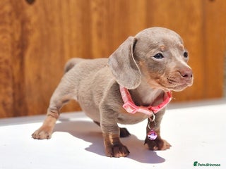 Miniature Dachshund dogs ISABELLA DAPPLE GIRLS AVAILABLE - Advert 18