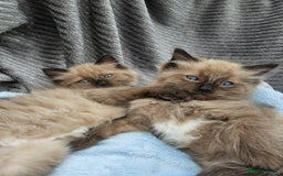 Ragdoll cats for sale: Beautiful Ragdoll Kittens  - Image 12