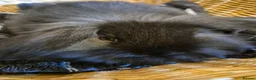 Mini Lop rabbits for sale: READY THIS WEEKEND! Baby Rabbits Boys & Girls - Advert 5