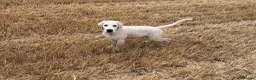 Golden Retriever dogs for sale: Bear- KC REGISTERED CHAMP LINES GOLDEN BOY - Advert 4