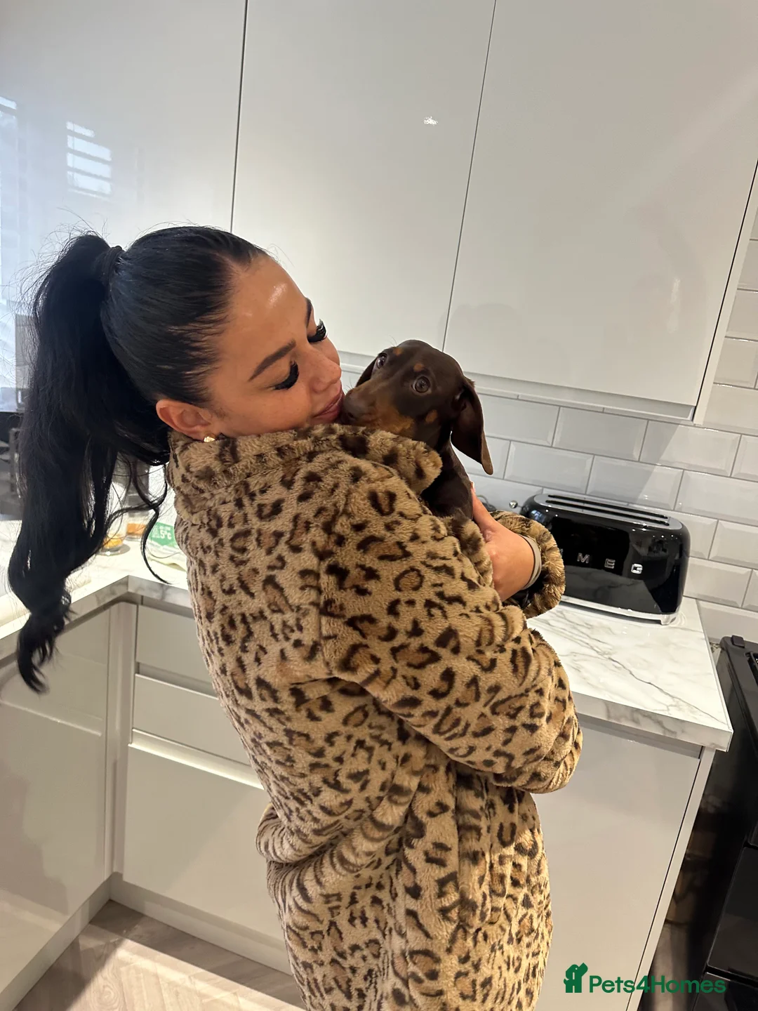 Miniature Dachshund dogs for sale: Miniature Dachshund Girl - 2 Years Old - Advert 6