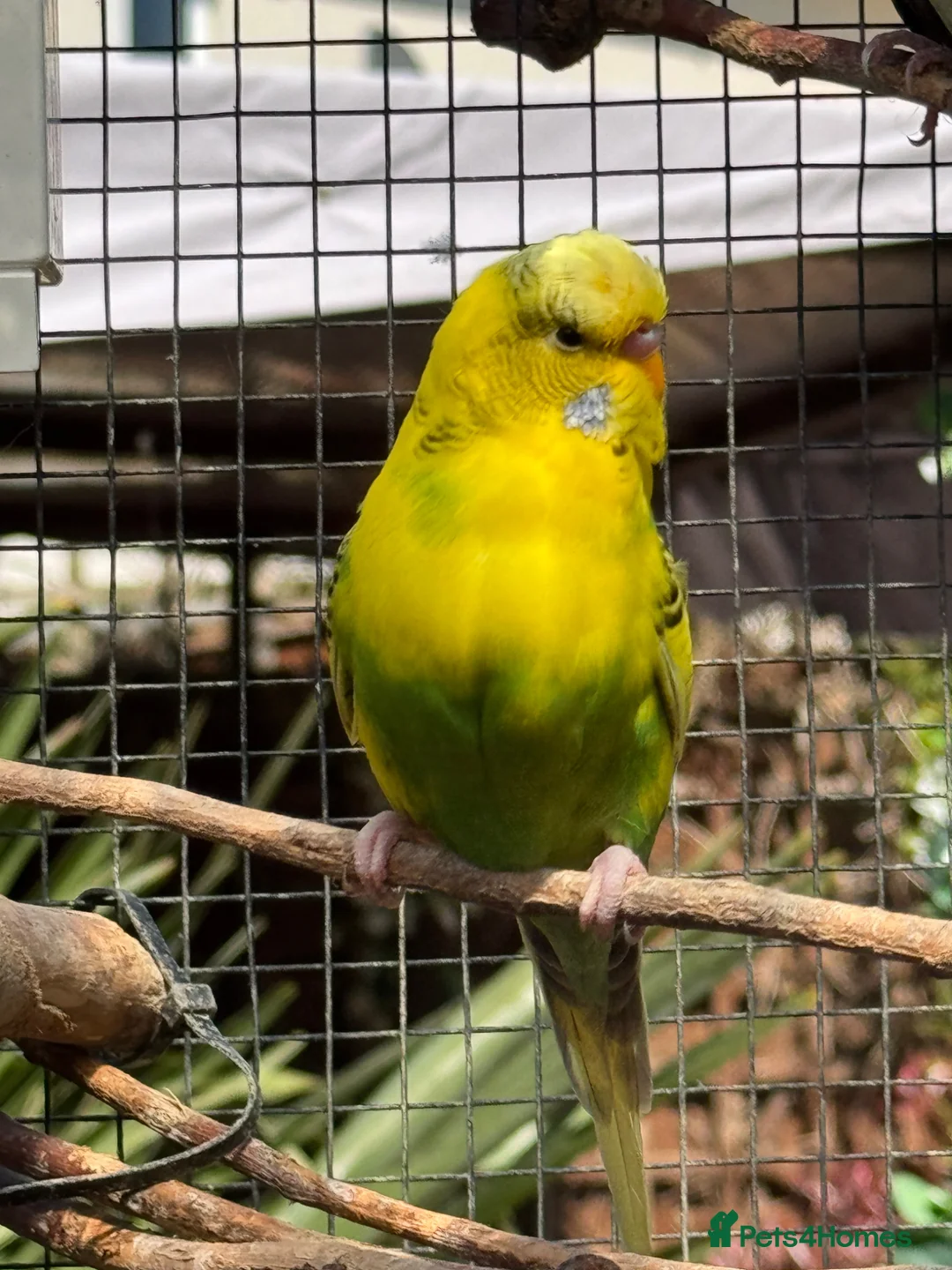 Budgerigars birds for sale: Budgies  - Advert 25