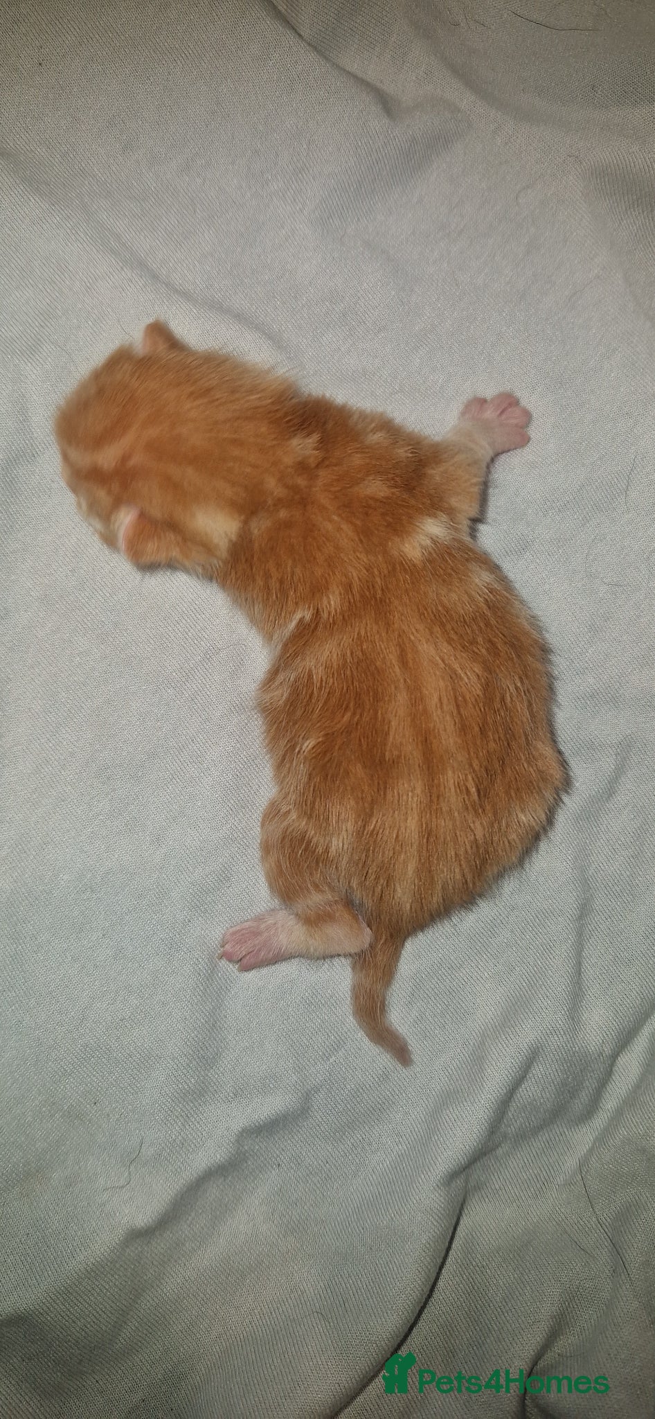 British Shorthair cats for sale: Kittens  - Advert 6