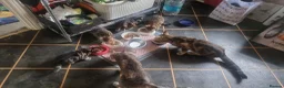 Domestic Shorthair cats for sale: Beautiful kittens for sale /see pictures - Advert 5