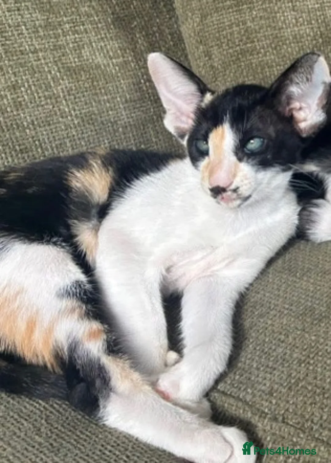 Oriental cats for sale: Stunning spayed GCCF Reg. Tortie Girl - Advert 2