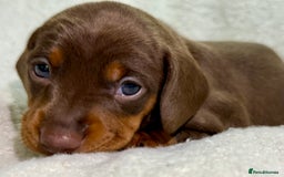 Miniature Dachshund dogs for sale: Mini Dachshund KC Reg -  ONLY 3 MALE PUPS LEFT!  - Advert 22