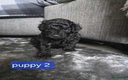 Poochon dogs for sale: Poochon puppies ready Dec 12th - Image 3