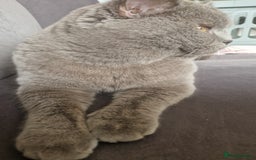 British Shorthair cats for sale: Beautiful British Shorthair Boy.. 😺 - Image 2