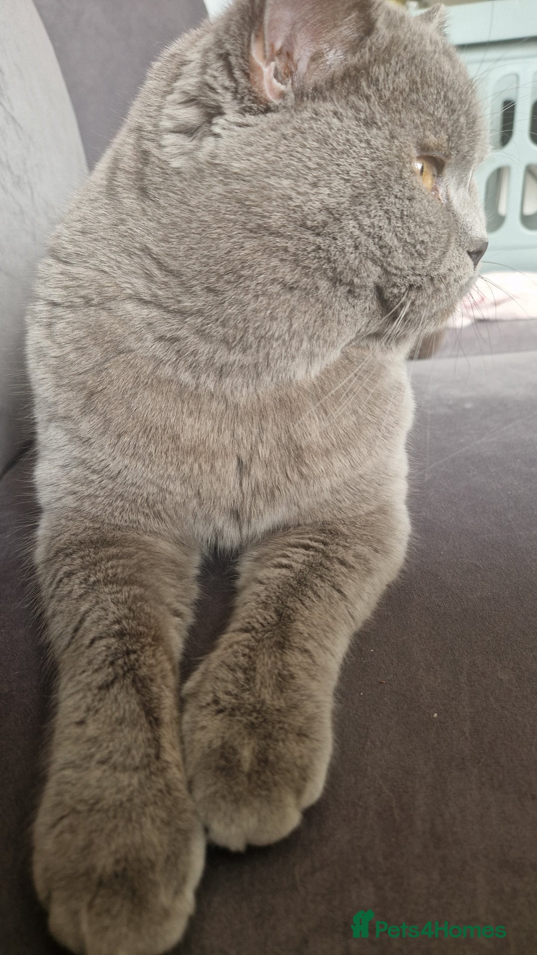 British Shorthair cats for sale: Beautiful British Shorthair Boy.. 😺 - Image 2