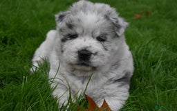 Mixed Breed dogs for sale: Genuine Chowski puppies  - Image 15