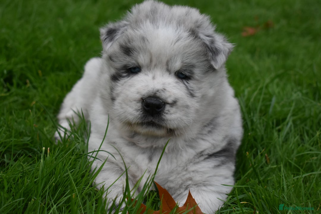 Mixed Breed dogs for sale: Genuine Chowski puppies  - Image 15