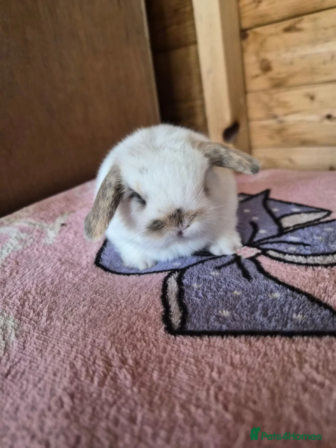 Mini Lop rabbits for sale: Baby Charlie Tri boy mini lop X Now Reserved X - Advert 2