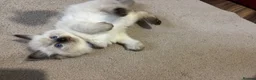 Ragdoll cats for sale: Pure Ragdoll kittens - Advert 11