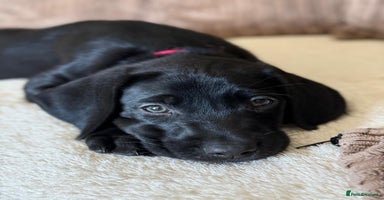 Mixed Breed dogs - Advert 2