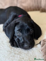 Mixed Breed dogs - Advert 6