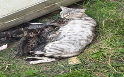 Bengal cats for sale: Beautiful farm reared bengals  - Image 15