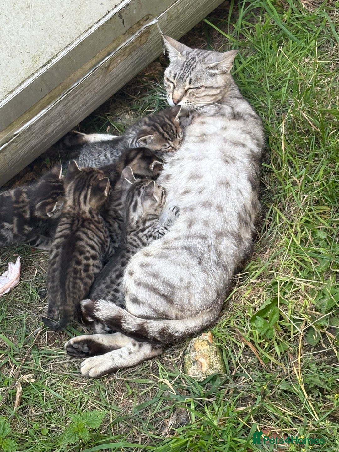 Bengal cats for sale: Beautiful farm reared bengals  - Image 15