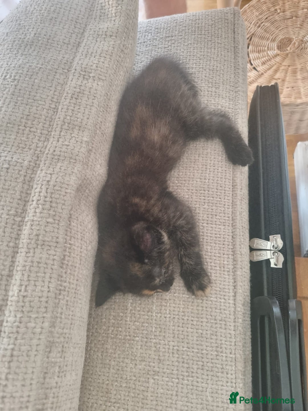 Mixed Breed cats for sale: 1 Ginger boy and 1 Tabby girl available  - Image 4